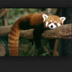 Meet your Posher, Ron